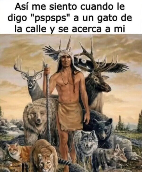 animales,gato,acercar,llamar