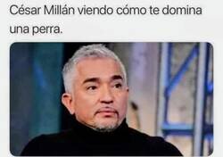 Enlace a Decepción canina