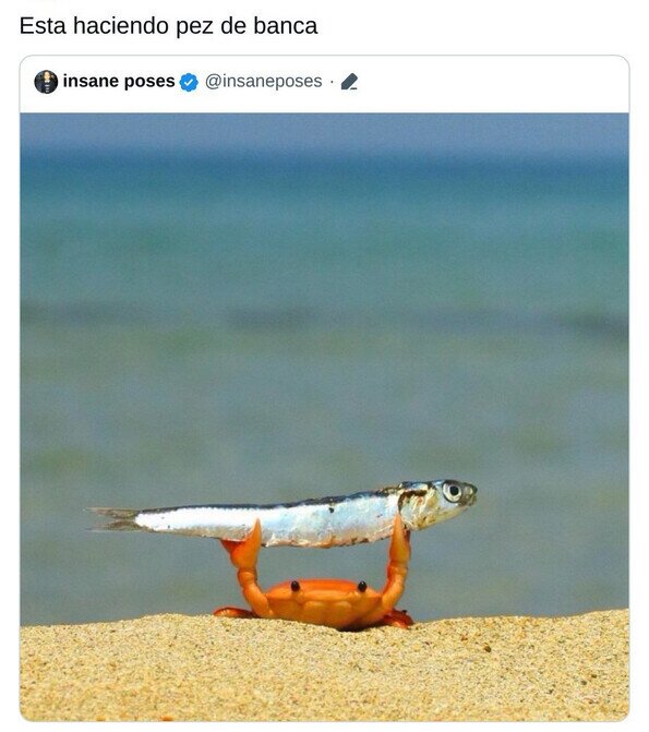 Meme_otros - Los cangrejos también se ejercitan