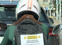 Enlace a Conductora principiante