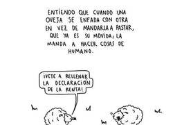 Enlace a Cosas de ovejas