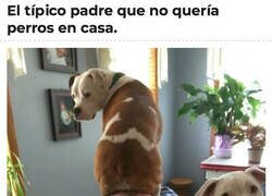 Enlace a Se acaba encariñando