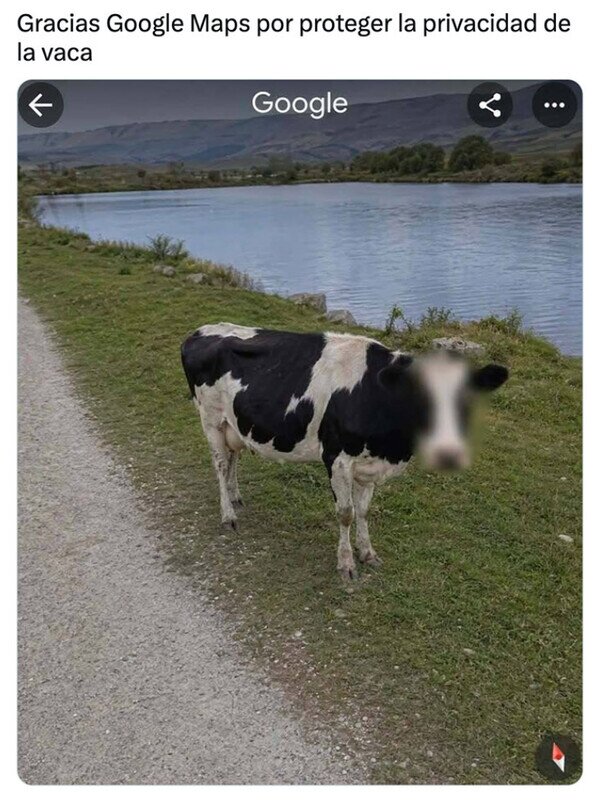 Google Maps,privacidad,vaca