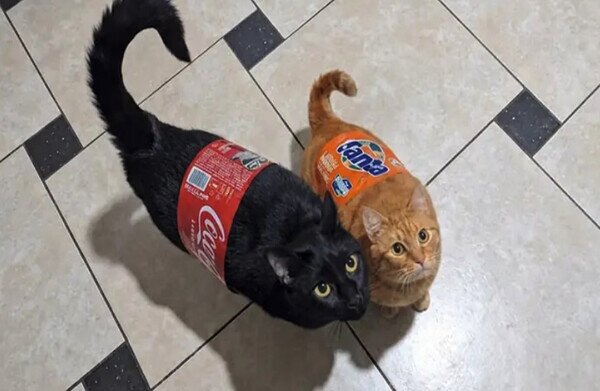 fanta,cola,gatos