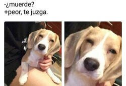 Enlace a Mi pequeño juzgón