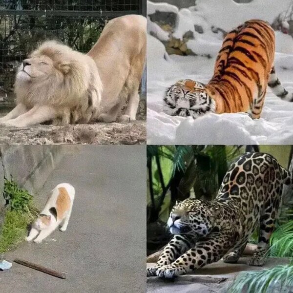 Meme_otros - Son dejar de ser gatitos pero más grandes