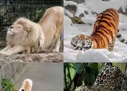 Enlace a Son dejar de ser gatitos pero más grandes