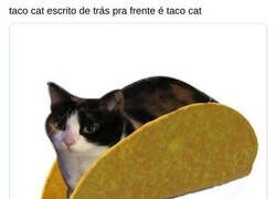 Enlace a Taco Cat