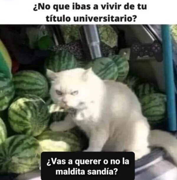 Meme_otros - Quedó para vender sandías