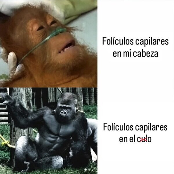 Meme_otros - Ya podrían intercambiarse