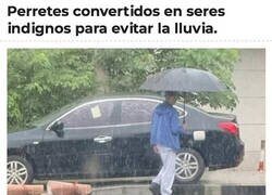Enlace a Creo que preferirían mojarse