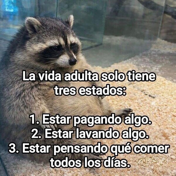Meme_otros - Los tres estados de la vida adulta