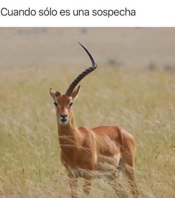 cuerno,sospecha,infiel