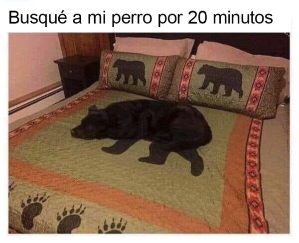 colcha,perro,buscar,camuflado