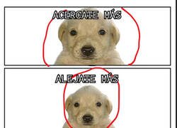 Enlace a Maldito verificador de rostros