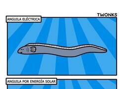 Enlace a Conoce los tipos de anguila