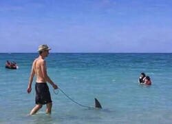 Enlace a Aquí, dando un paseo por la playa con mi mascota