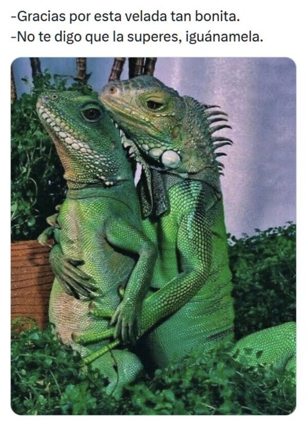 Meme_otros - Iguana love you