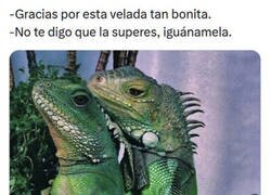 Enlace a Iguana love you