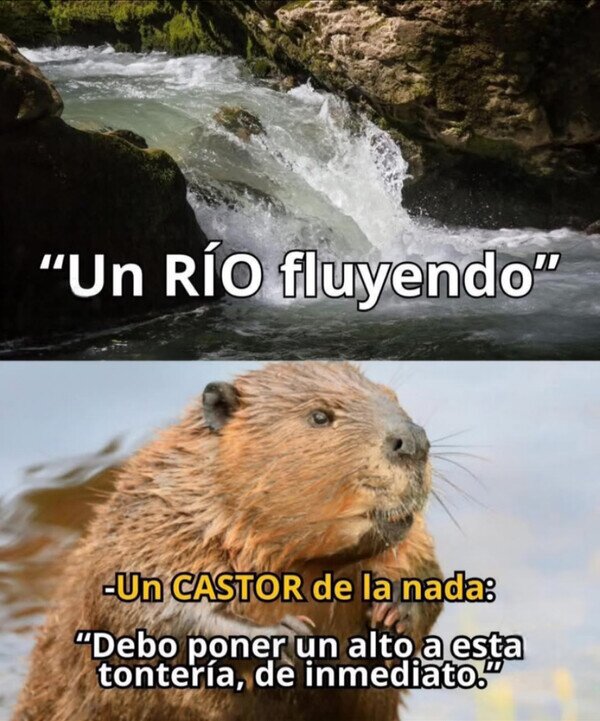 r&iacute;o,fluir,presa,castores