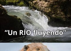 Enlace a Los castores no pueden permitirlo