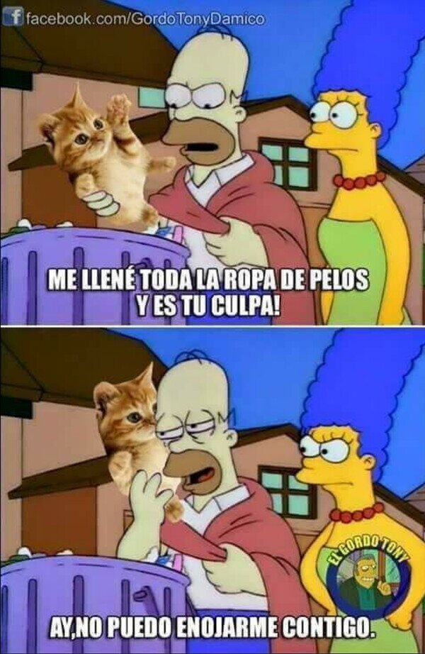 Meme_otros - No te puedes enfadar con tu gato