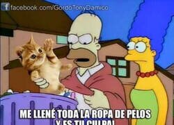 Enlace a No te puedes enfadar con tu gato