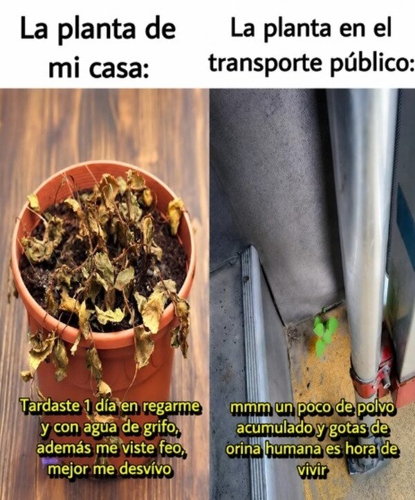 Meme_otros - Nadie entiende a las plantas