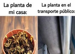 Enlace a Nadie entiende a las plantas