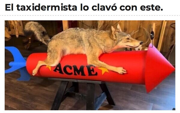 Meme_otros - Ha clavado al Coyote
