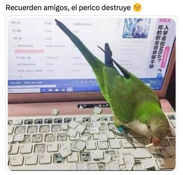 Otros - El consejo que les traigo