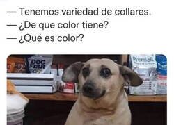 Enlace a El perro vendedor