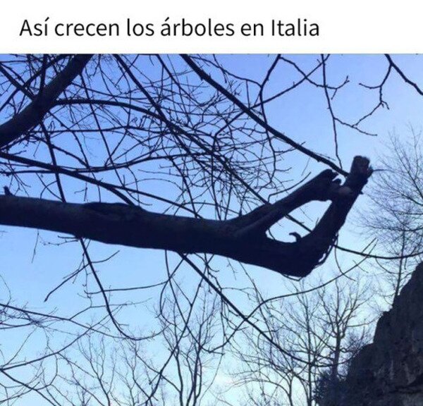 Meme_otros - Árbol 100% italiano