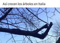 Enlace a Árbol 100% italiano
