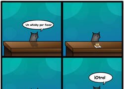 Enlace a Un gato entra en un bar