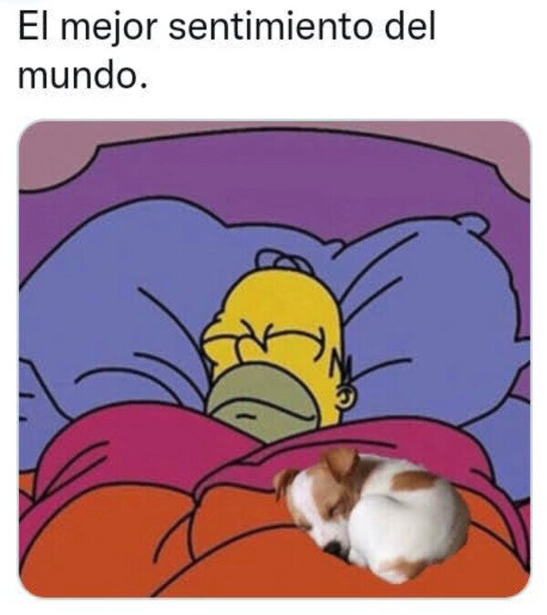 dormir,cama,perro