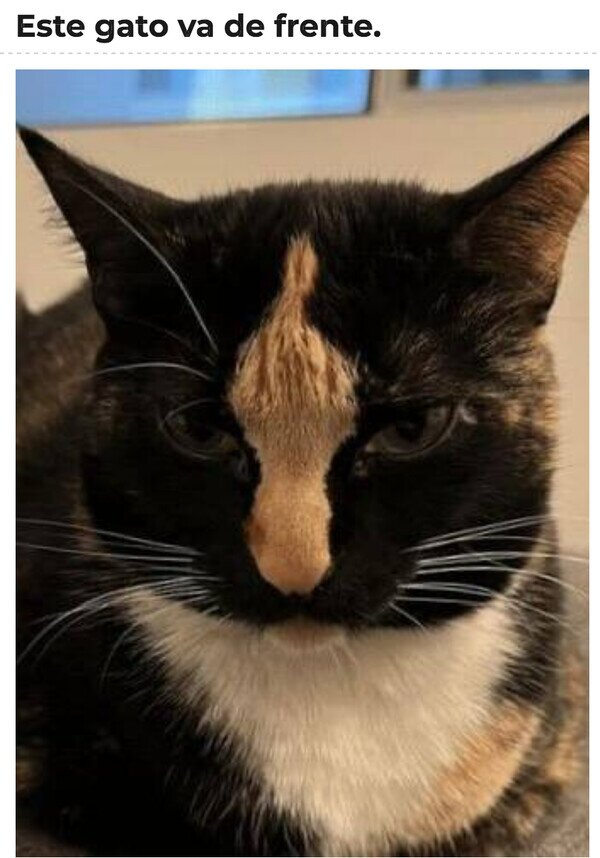 Meme_otros - El gato más gato que existe