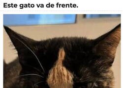 Enlace a El gato más gato que existe