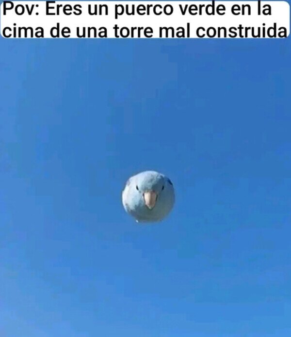 Meme_otros - Ahí viene un pájaro enfadado