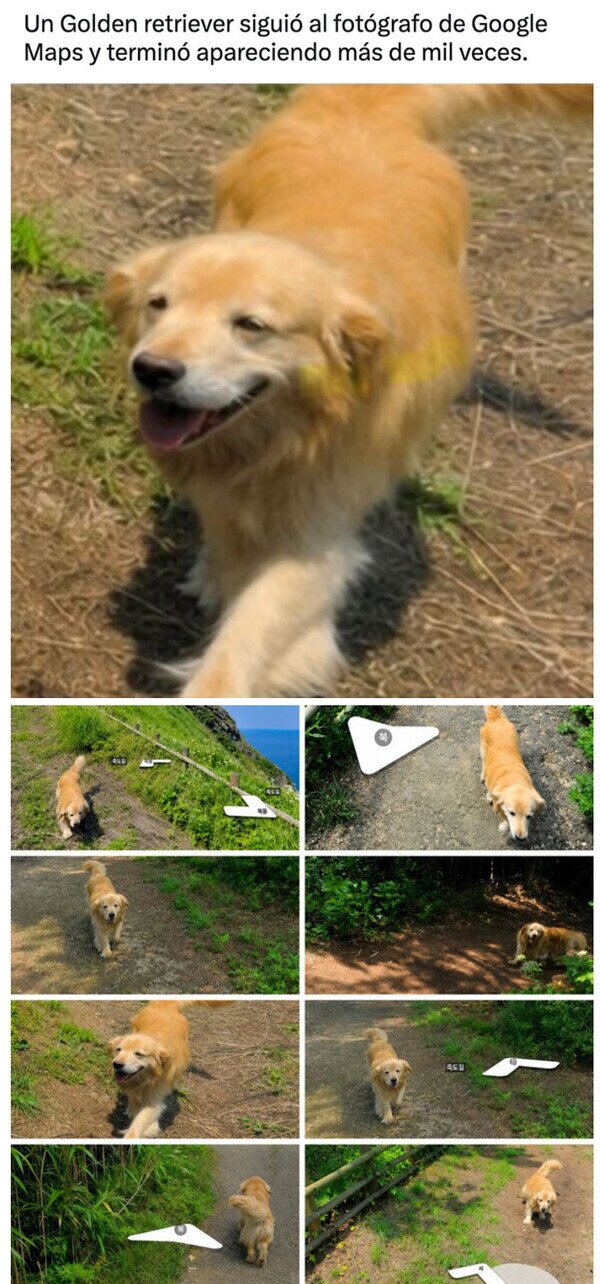 Meme_otros - El perro que quería salir en Google Maps