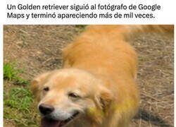 Enlace a El perro que quería salir en Google Maps