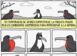 Enlace a Exhibiciones asombrosas para impresionar a la hembra