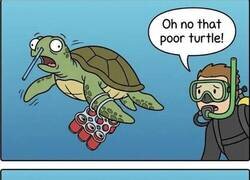 Enlace a Pobres tortuguitas...