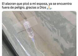 Enlace a El alacran se encuentra bien
