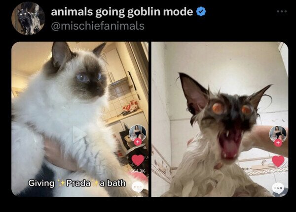 Meme_otros - En seco era mucho más adorable
