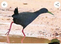 Enlace a El encargado de nombrar pájaros era un cachondo