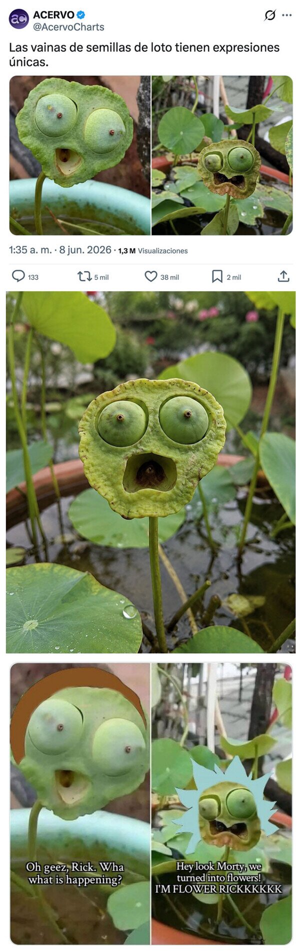 Meme_otros - Esta planta parece estar sacada de Rick y Morty