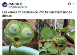 Enlace a Esta planta parece estar sacada de Rick y Morty