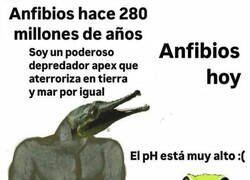 Enlace a Los amfibios no son lo que eran