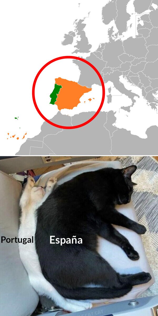 gatos,Espa&ntilde;a,Portugal